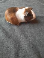 Zeer mooi jong cavia zeugje, vrouwtje, Vrouwelijk, Cavia, Na 1 juli 2024, Tam