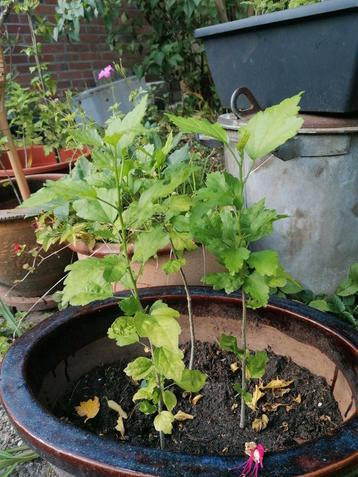 Hibiscussen jonkies ongeveer 40 cm hoog komen paarse bloemen beschikbaar voor biedingen