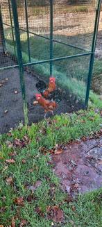 Twee jonge hanen., Dieren en Toebehoren, Pluimvee, Mannelijk, Kip