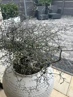 Corokia plant in witte pot groot stoer en sober landelijk, Ophalen, Overige soorten, Volle zon