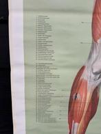Vintage anatomische schoolplaat “Muskeln (Vorderseite)” 1961, Ophalen of Verzenden, Natuur en Biologie