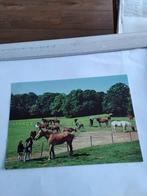 SOEST STICHTING  "DE PAARDENKAMP " RUSTHUIS VOOR PAARDEN, Ophalen of Verzenden