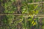 Juglans Regia (walnoot), Tuin en Terras, Planten | Bomen, Overige soorten, Lente, Minder dan 100 cm, Ophalen
