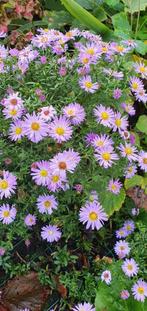 Herfstaster - Bloeit van augustus tot in de late herfst, Tuin en Terras, Planten | Tuinplanten, Vaste plant, Halfschaduw, Herfst