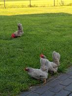 Chabo grijswitgepareld en wit zwartstaart, Dieren en Toebehoren, Vrouwelijk, Kip