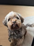 Maltipoo Luca, Rabiës (hondsdolheid), Reu, Eén hond, Klein