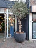 Olijfboom met pot 4 meter, Ophalen, Volle zon, Olijfboom, 250 tot 400 cm