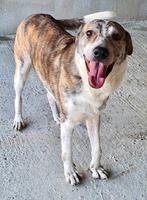 ECHTE HONDENLIEFHEBBER GEZOCHT VOOR ZEER LIEVE REU JUMBO, Dieren en Toebehoren, Honden | Niet-rashonden, Particulier, Reu, Buitenland