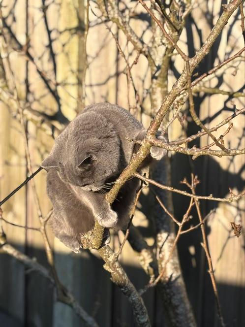 Oppas gezocht britse korthaar, Dieren en Toebehoren, Katten en Kittens | Raskatten | Korthaar