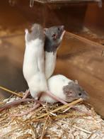 Dumbo rittens vrouw, Rat, December, Vrouwelijk, Tam