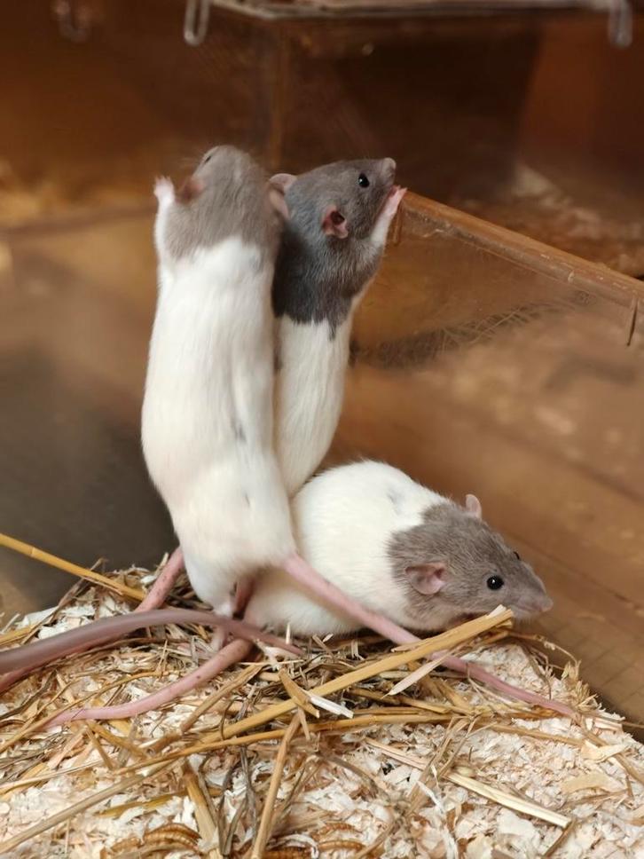 Dumbo rittens vrouw, Dieren en Toebehoren, Knaagdieren, Vrouwelijk, Rat, December, Tam