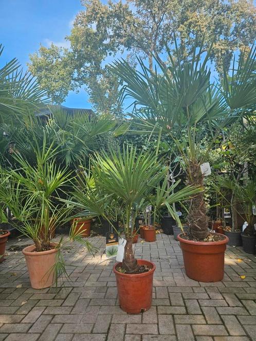 Palmbomen winterhard,  diverse maten, Tuin en Terras, Planten | Bomen, Palmboom, 100 tot 250 cm, Volle zon, Zomer, Ophalen of Verzenden