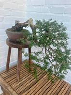Taxus bonsai, Tuin en Terras, Planten | Bomen, Bloeit niet, Halfschaduw, Overige soorten, Minder dan 100 cm