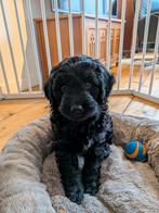 Nieuw huisje gezocht voor prachtige Goldendoodle pup, 8 tot 15 weken, Eén hond, Nederland, Particulier