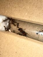 Camponotus nicobarensis mieren kolonie 15w, Dieren en Toebehoren, Mieren
