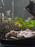 ️ Snow White Ancistrus L144 ️, Dieren en Toebehoren, Vis, Zoetwatervis