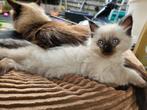♡ knappe ragdoll kittens ♡ mogen gelijk mee!!!, Dieren en Toebehoren, Katten en Kittens | Raskatten | Langhaar, Meerdere dieren