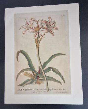 Botanische reproductie uit Florence Italië beschikbaar voor biedingen