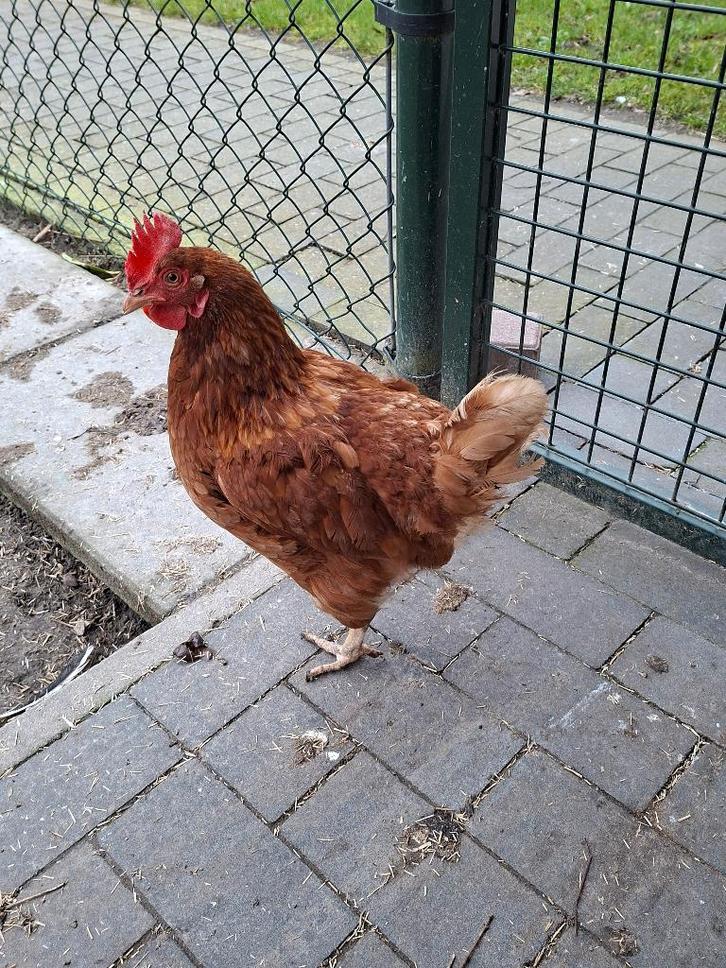 Leghennen, Dieren en Toebehoren, Pluimvee, Kip, Vrouwelijk