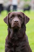 Mooie bruine labrador pups te koop, Labrador retriever, Meerdere, Meerdere dieren, Nederland