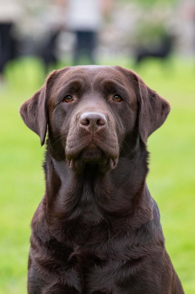 Mooie bruine labrador pups te koop, Dieren en Toebehoren, Honden | Retrievers, Spaniëls en Waterhonden, Meerdere dieren, Labrador retriever