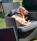 Bracco Italiano reu herplaatser, 1 tot 2 jaar, Eén hond, Nederland, Particulier