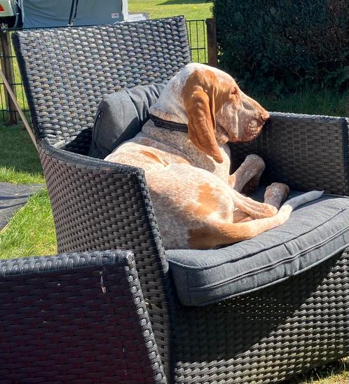 Bracco Italiano reu herplaatser, Dieren en Toebehoren, Honden | Setters en Staande honden, Reu, Overige rassen, Particulier, Eén hond