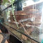 Terrarium/ hamster paradijs, Dieren en Toebehoren, Reptielen en Amfibieën | Toebehoren, Terrarium of Paludarium, Zo goed als nieuw