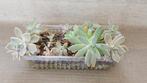Bakje 3 echeveria graptopetalum vetplant succulent, Vetplant, Ophalen of Verzenden, In pot, Minder dan 100 cm