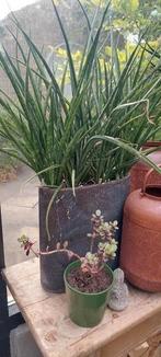 2 vetplanten in zwarte/grijze potten, Ophalen, Overige soorten, Minder dan 100 cm