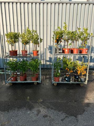 26 citrusplanten beschikbaar voor biedingen
