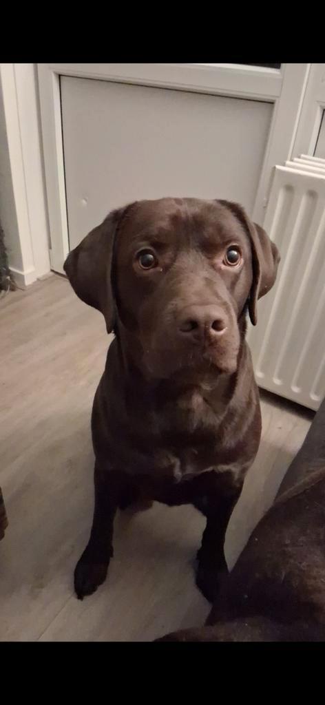 Labrador reu, Dieren en Toebehoren, Honden | Retrievers, Spaniëls en Waterhonden, Reu, Labrador retriever, Particulier, Eén hond