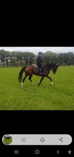 Springmerrie, Dieren en Toebehoren, Paarden, Merrie, Springpaard, B, 7 tot 10 jaar