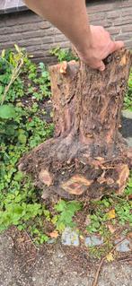 Wortelstronk Taxus, Tuin en Terras, Minder dan 3 m³, Ophalen, Overige houtsoorten, Blokken