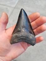 Megalodon Haaientand USA, Verzamelen, Mineralen en Fossielen, Ophalen of Verzenden, Fossiel