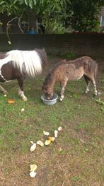 3 mooie makke shetjes, Dieren en Toebehoren, Meerdere dieren