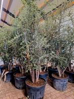 Quercus suber meerstam (kurkeik) 🌳, Tuin en Terras, Ophalen