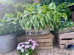 Diverse hosta’s in zinken bakken, Ophalen, Gebruikt, Minder dan 30 cm, Rond