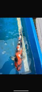 Showa, Dieren en Toebehoren, Karper of Koi