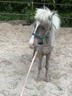 Mini pony (geen shetlander), Gechipt, Niet van toepassing, Hengst, A pony (tot 1.17m)