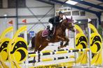 Super brave Allround pony, Dieren en Toebehoren, Pony's, Merrie