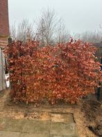 Beukenhaag 11 stuks, ca. 2 meter hoog, Ophalen, Beukenhaag, Haag, 100 tot 250 cm