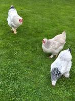 brahma kippen, Meerdere dieren, Kip