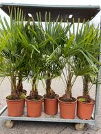 Trachycarpus fortunei winterhard tot -18  2 voor €120, Tuin en Terras, Planten | Tuinplanten, Ophalen