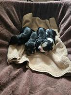 King charles cavelier pups  black en tan,tricolor, Dieren en Toebehoren, Rabiës (hondsdolheid), Overige rassen, 8 tot 15 weken