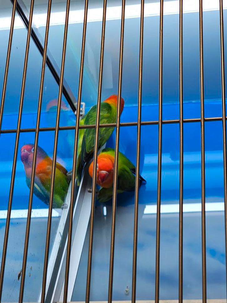 agapornide fischeri, Dieren en Toebehoren, Vogels | Parkieten en Papegaaien, Dwergpapegaai of Agapornis, Meerdere dieren, Geringd