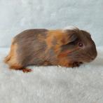 Super lieve jonge cavia te koop, Dieren en Toebehoren, Juli, Mannelijk, Cavia