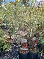 Hippophae friesdorfer Orange, Duindoorn oranje bessen, Vaste plant, Ophalen of Verzenden, Halfschaduw, Zomer