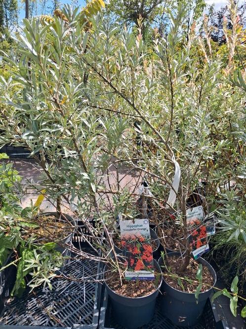 Hippophae friesdorfer Orange, Duindoorn oranje bessen, Tuin en Terras, Planten | Tuinplanten, Vaste plant, Fruitplanten, Halfschaduw