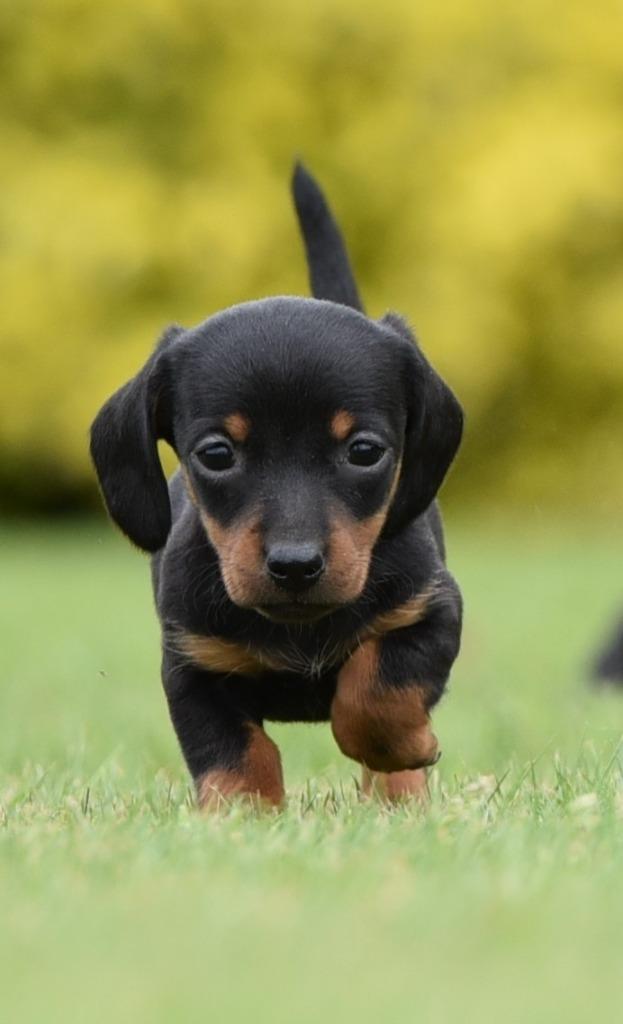 Dwerg teckels black and tan (miniatuur) korthaar, Dieren en Toebehoren, Honden | Teckels en Dashonden, Meerdere dieren, Korthaar